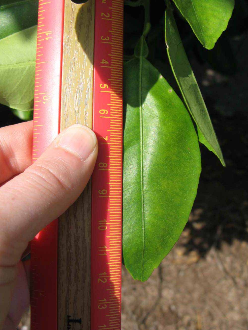            Unifoliolate leaf (Winter Haven, FL)   